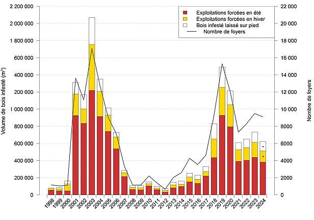 Le diagramme à barres indique la quantité de bois infesté par les coléoptères en mètres cubes et le nombre de foyers d'infestation de 1998 à 2024. Les barres rouges correspondent aux exploitations forcées en été, les jaunes à celles en hiver et les blanches au bois infesté laissé sur pied. La ligne indique le nombre de foyers d'infestation, avec des pics en 2003 et 2019.