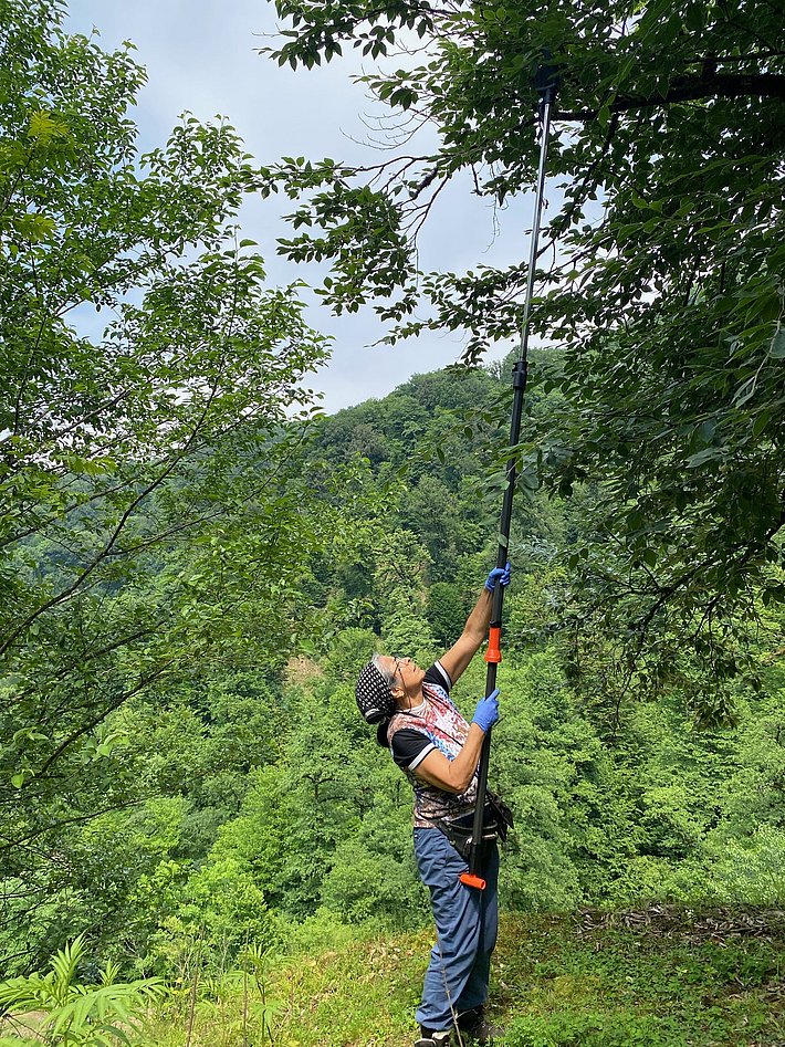 A person wearing gloves and a hat is using a long pole to reach up and trim branches from a tree in a forested area. Lush green trees and a hillside are visible in the background, indicating a rural, natural setting.