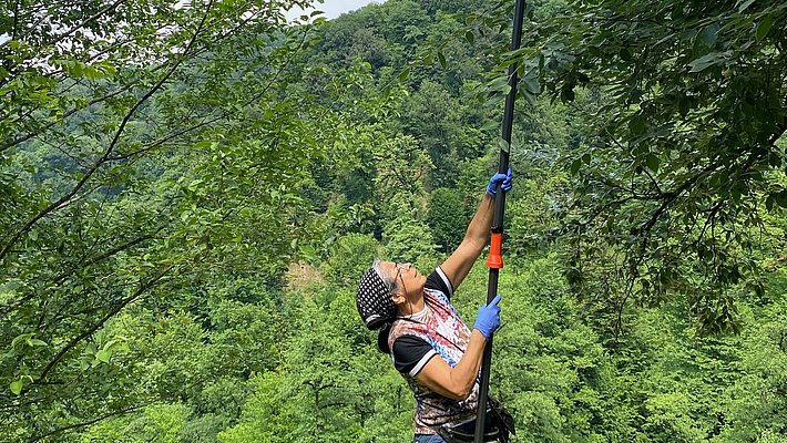 A person wearing gloves and a hat is using a long pole to reach up and trim branches from a tree in a forested area. Lush green trees and a hillside are visible in the background, indicating a rural, natural setting.
