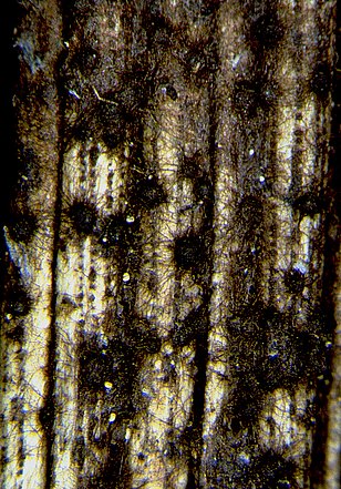 Nahaufnahme einer Tannennadel mit schwarzen, rundlichen Schneeschimmelpilzbefallstellen auf der Oberfläche.