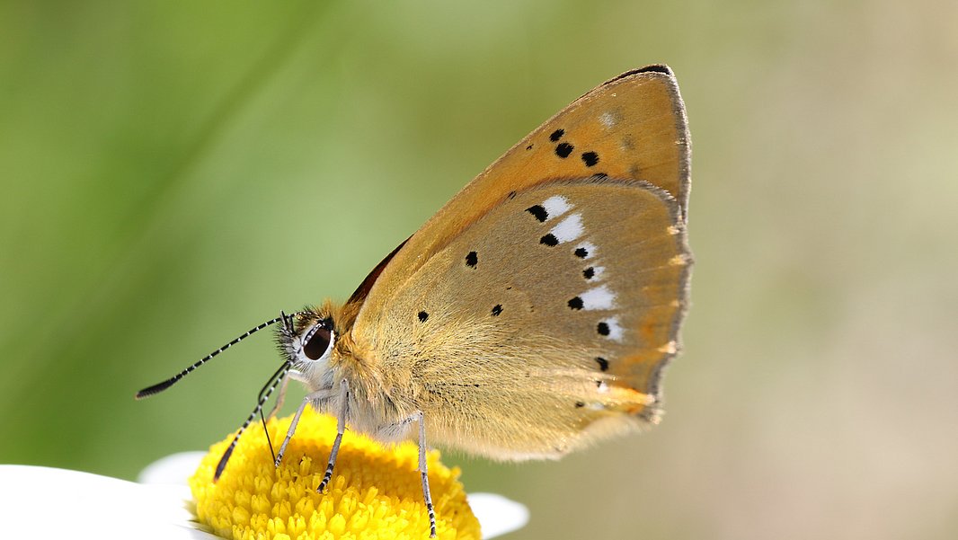 A close-up of a butterfly perched on a yellow flower's center, showcasing its delicate wings with orange and brown patterns. The background features a soft, blurred green that highlights the butterfly and flower. In the Swiss Plateau, the butterfly Lycaena virgaureae, whose caterpillar feeds exclusively on sorrel, has disappeared. In other regions, the population is stable. (Photo: Felix Neff)