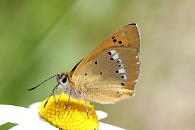 Ein Schmetterling sitzt auf einer gelben Blüte. Die Flügel sind braun mit schwarzen Punkten und einer helleren Umrandung. Der Hintergrund ist verschwommen und grün. Im Mittelland ist der Tagfalter Lycaena virgaureae, dessen Raupe auf Sauerampfer spezialisiert ist, verschwunden. Ansonsten ist der Bestand stabil. (Foto: Felix Neff) 