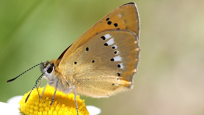 Ein Schmetterling sitzt auf einer gelben Blüte. Die Flügel sind braun mit schwarzen Punkten und einer helleren Umrandung. Der Hintergrund ist verschwommen und grün. Im Mittelland ist der Tagfalter Lycaena virgaureae, dessen Raupe auf Sauerampfer spezialisiert ist, verschwunden. Ansonsten ist der Bestand stabil. (Foto: Felix Neff) 