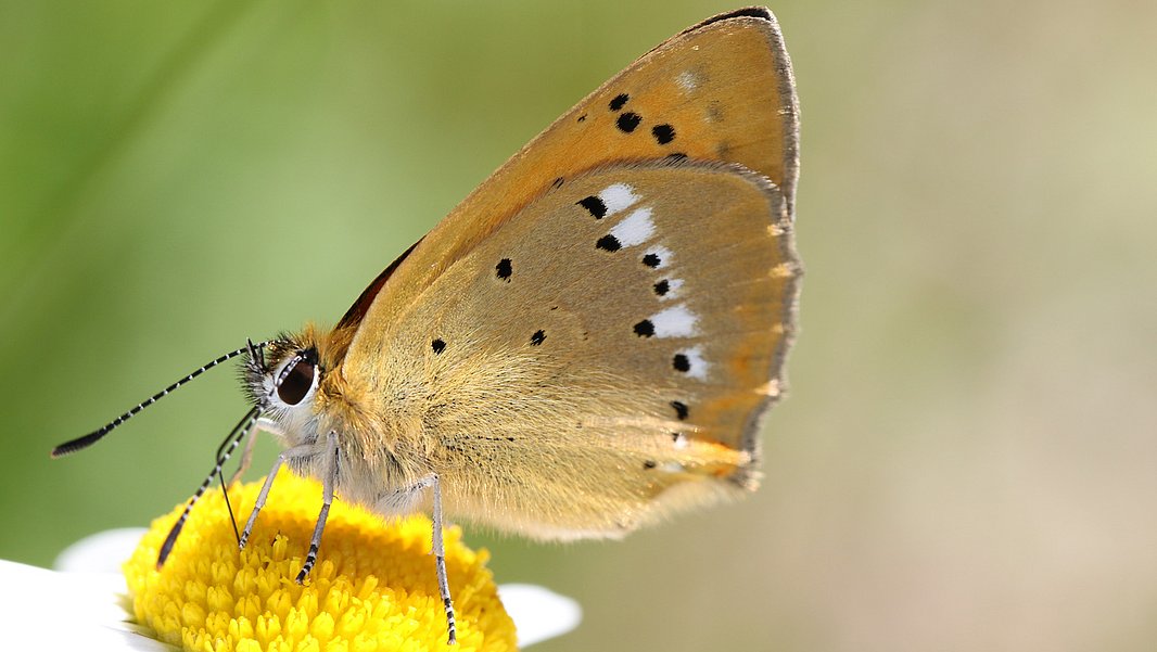 Ein Schmetterling sitzt auf einer gelben Blüte. Die Flügel sind braun mit schwarzen Punkten und einer helleren Umrandung. Der Hintergrund ist verschwommen und grün. Im Mittelland ist der Tagfalter Lycaena virgaureae, dessen Raupe auf Sauerampfer spezialisiert ist, verschwunden. Ansonsten ist der Bestand stabil. (Foto: Felix Neff) 