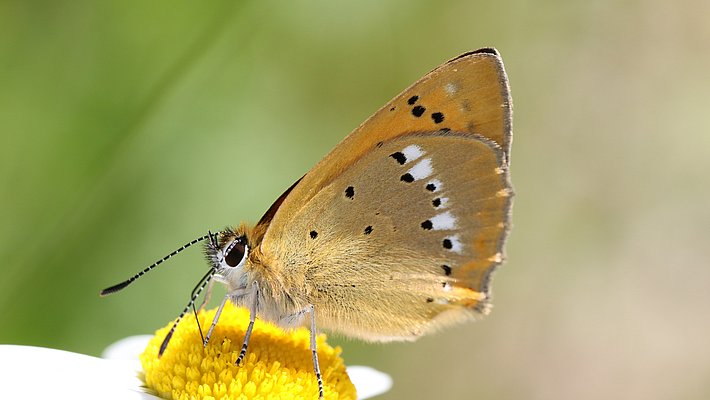 Un papillon de couleur marron clair se pose sur le cœur jaune d'une fleur de marguerite. Ses ailes présentent des motifs noirs et blancs. L'arrière-plan est flou, mettant en valeur le papillon et la fleur. Sur le Plateau, le papillon de jour Lycaena virgaureae, dont la chenille se nourrit principalement d’oseille, a disparu. Ailleurs, les effectifs sont stables. (Photo: Felix Neff)