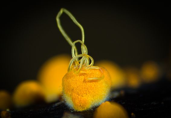 Ungeschlechtlicher Fuchtkörper von _Cryphonectria parasitica_, der Pilz, der den Kastanienrindenkrebs verursacht. Foto: Lea Stauber, WSL