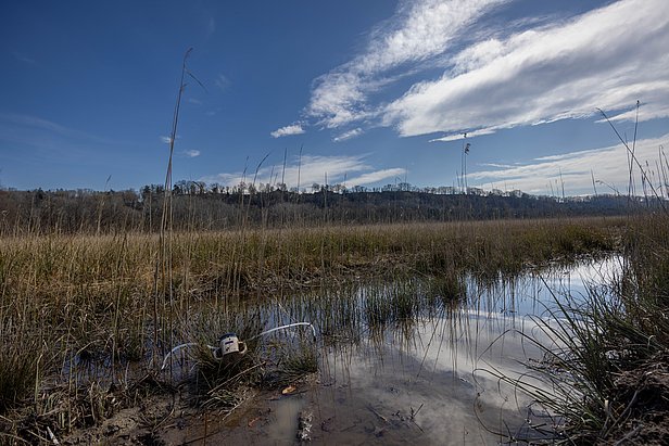 Feuchtes Grasland mit Wasserpfützen unter blauem Himmel mit Wolken, im Hintergrund Baumreihe