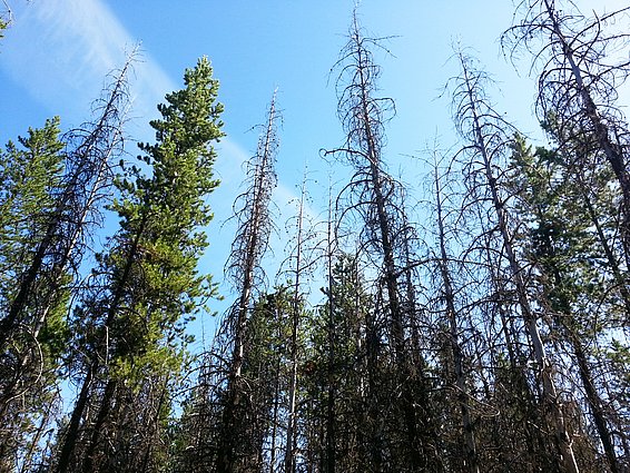Nach Trockenphasen können Küstenkiefern absterben. (Foto: Miriam Isaac-Renton) 