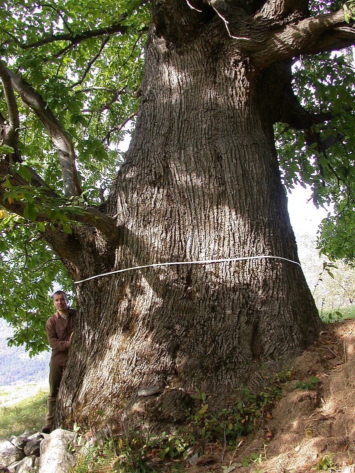 Sehr großer Kastanienbaumstamm mit einem weißen Maßband, das den Umfang misst