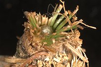 Das Bild zeigt abgefressene Lärchennadeln vor einem schwarzen Hintergrund und in der Mitte ein Büschel neuer, grüner Nadeln vom Zweitaustrieb.