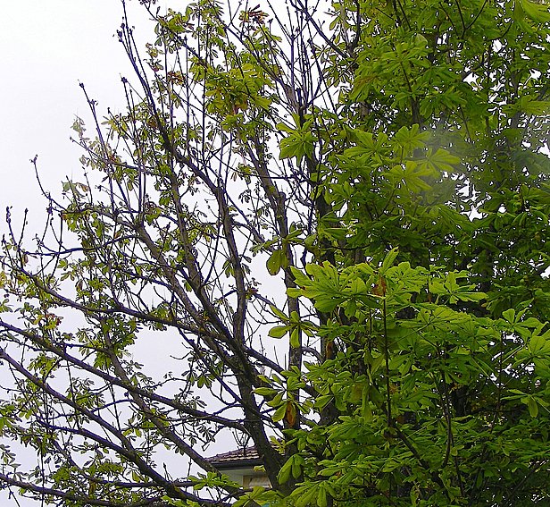Im linken, stark besonnten Teil der Rosskastanienkrone nagten die Asiatischen Laubholzbockkäfer besonders viele Blattstiele an, was zum Absterben der Blätter führte. Foto: Doris Hölling, WSL