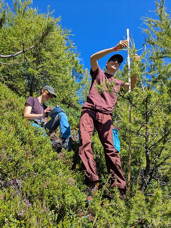 Due persone in abbigliamento outdoor misurano con un metro un albero in una zona boschiva sotto un cielo azzurro.