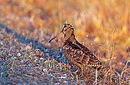 Bécasse des bois (Scolopax rusticola)