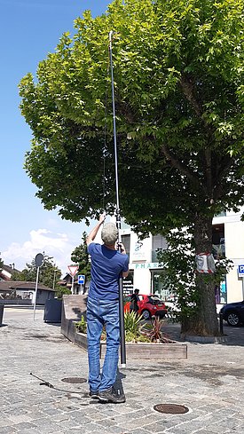 Christoph Bachofen schneidet mit einer Stangenschere Blätter von einer grossen Plantane auf einem gepflasterten Platz.