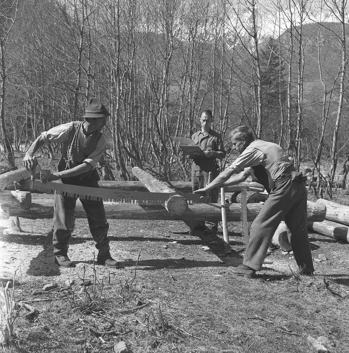 Two men are sawing off a piece of a tree trunk with a two-man saw. A third man is watching them and taking notes.