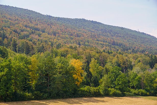 Fall colors in July