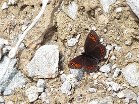 A butterfly with dark brown wings featuring bright orange spots rests on a rocky, earthy surface. The background is a mixture of small rocks and dirt, highlighting the butterfly's colors and delicate features.