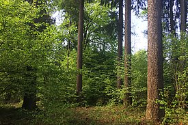 Darüber, wo sich die wirtschaftlich nutzbaren Holzpotenziale im Schweizer Wald befinden, wird das LFI ab der fünften Aufnahme noch detaillierter als bisher Auskunft geben. Foto: Barbara Allgaier Leuch, WSL