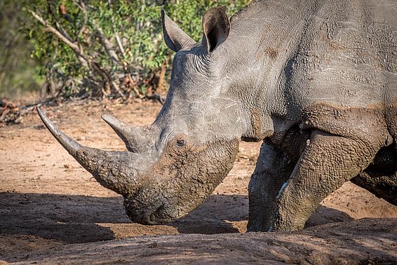 Für sein Horn gejagt: Breitmaul-Nashorn (Weisses Nashorn) in Südafrika. (Foto: Josef Senn, WSL)