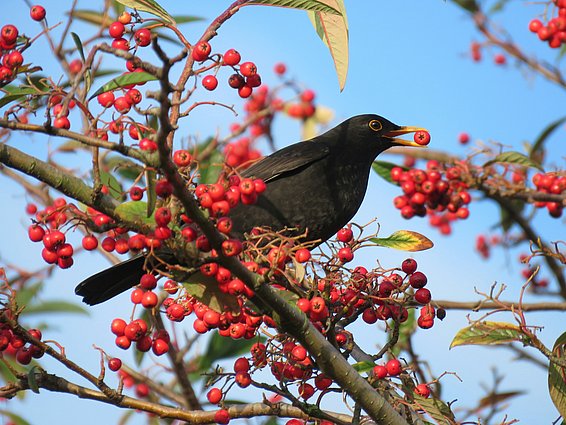 Amsel sitzt auf einem Ast und hält eine rote Beere im Schnabel, umgeben von roten Beeren und blauem Himmel.