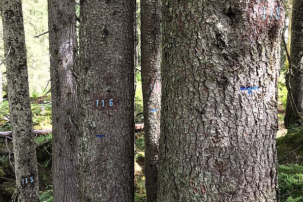 Auf der so genannten Kernfläche ist jeder Baum nummeriert. Dies ermöglicht den Forschenden, das Dickenwachstum der Stämme exakt zu messen.