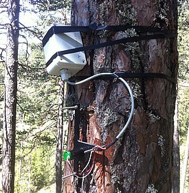 Punktdendrometer mit zwei Sensoren an einem Föhrenstamm im Pfynwald. 
