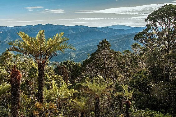 Baumfarne in Papua Neuguinea