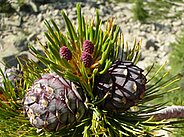 Cônes d’arole développés avec inflorescences femelles.
