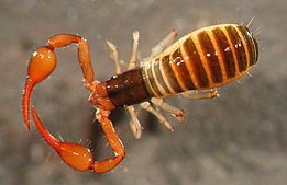 The pseudoscorpion is a typical organism living in the leaf litter on the forest floor. (Photo: Cristina Menta, CC-BY-3.0)