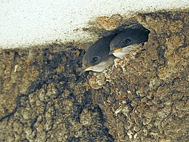 Two young house martins peer out of a nest built into a rough wall.
