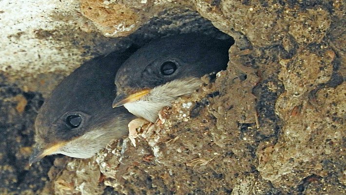 Two young house martins peer out of a nest built into a rough wall.