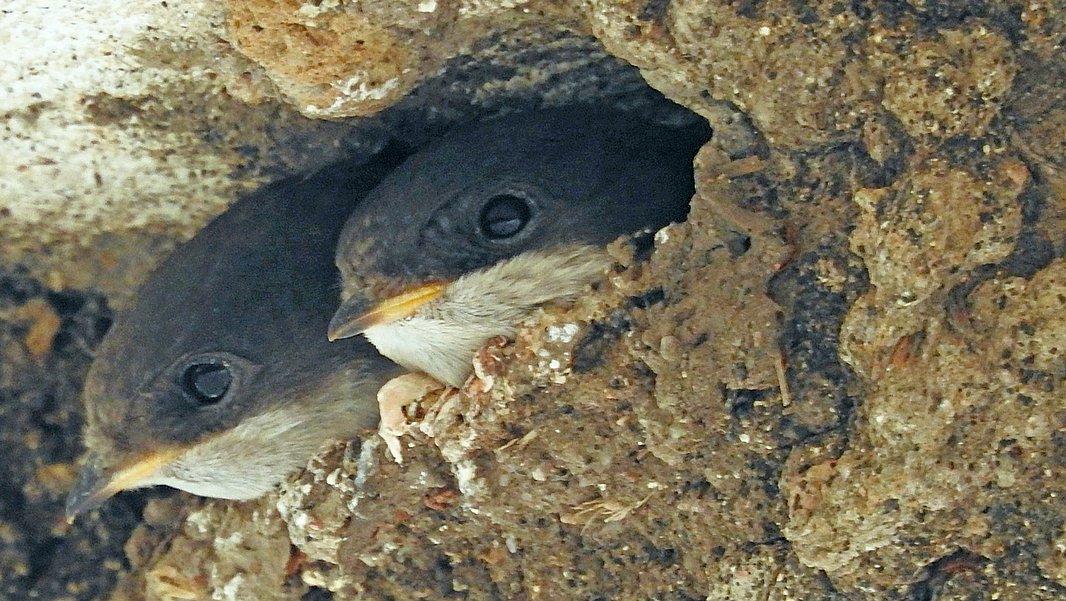 Two young house martins peer out of a nest built into a rough wall.
