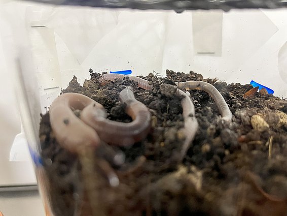 Earthworms in the laboratory on the “Soil of the Year 2025”, Rendzina.Photo: Philipp de Jong, WSL