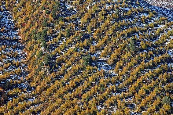 Forest with coniferous trees on a snow-covered slope in diagonal rows.