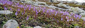 Auf einer felsdurchzogenen, teils noch schneebedeckten Hochebene wächst im Vordergrund eine Gruppe Soldanella pusilla. Die kleinen Alpenglöckchen haben lila Blütenkelche, die nach unten geöffnet sind.