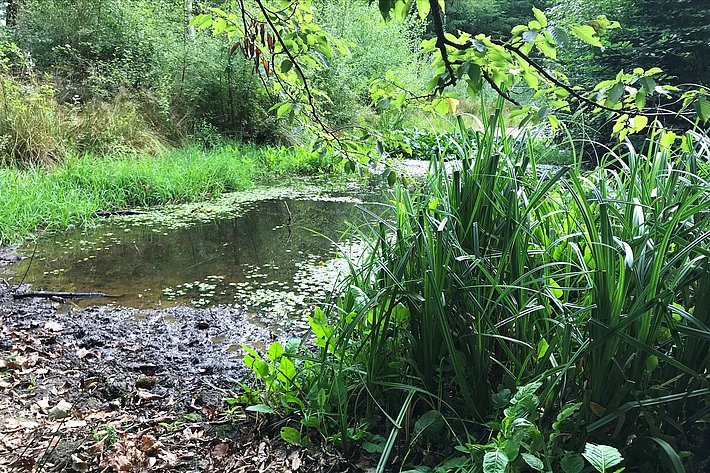 Kleine Weiher, wie im Bonner Kottenforst, und andere Feuchtgebiete sind für die biologische Vielfalt im Wald sehr wichtig. 