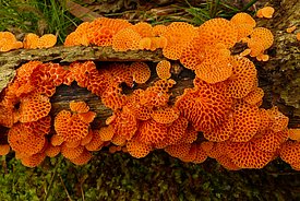 _Favolaschia calocera_ (Foto: Paul Gerber)