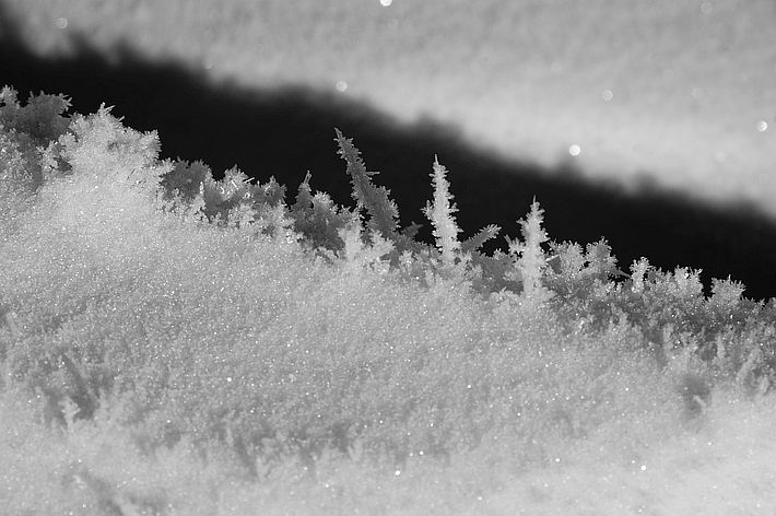 Die faszinierenden Kristalle des Oberflächenreifs sehen aus wie Miniaturtannen. Der Wind fegt sie zwar immer wieder weg, sie entstehen innerhalb eines Tages wieder.