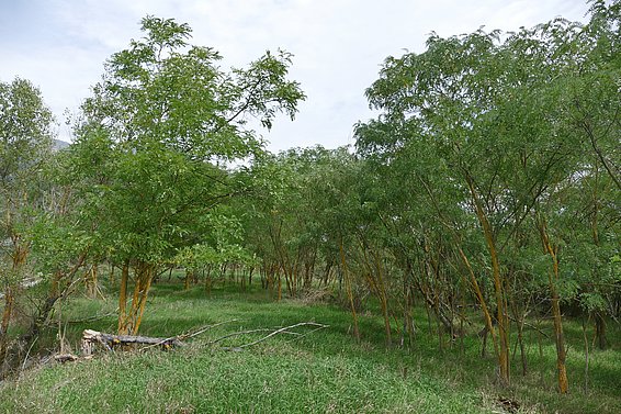 Robinia can spread rapidly and form stands as here in Valais. (Photo: Thomas Reich)