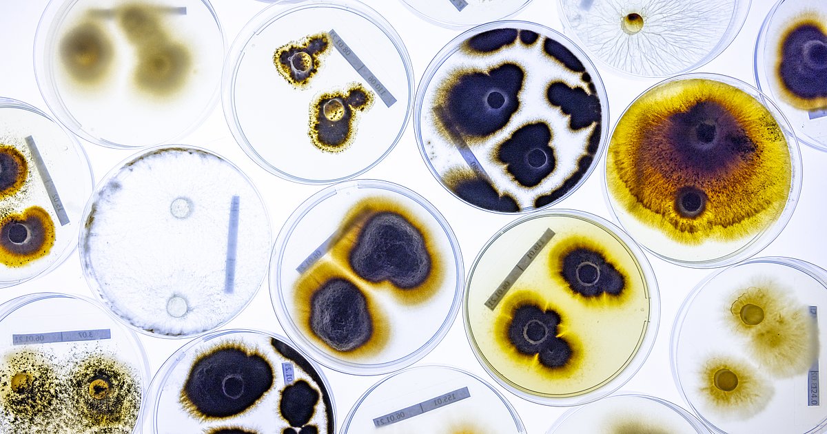 Life at chilly temperatures - Biobank of microorganisms from extreme ...