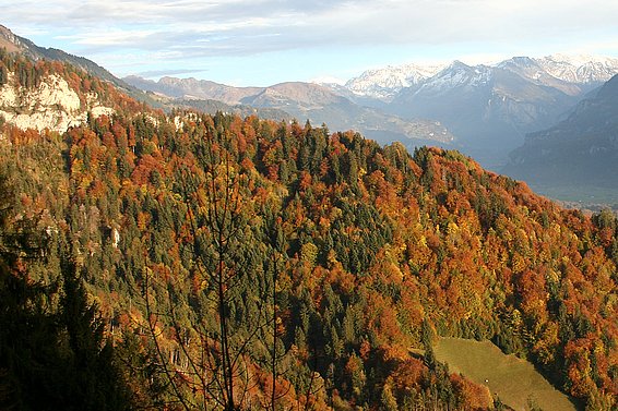 Artenreicher Laub-Mischwald bei Brienz (Kanton Bern, Schweiz)