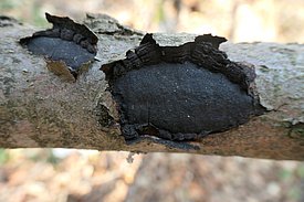 Hypoxylon méditerranéen sur une branche de hêtre. (Photo : Protection de la forêt suisse)