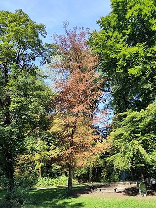 Schon am 16.8.2023 waren diese Hagebuchen bei Basel braun. Es ist möglich, dass sie an den Nachwirkungen der Trockenheit 2022 leiden oder dass sie die Blätter zugunsten vieler Früchte aufgegeben haben. (Foto: Philipp Schuler)