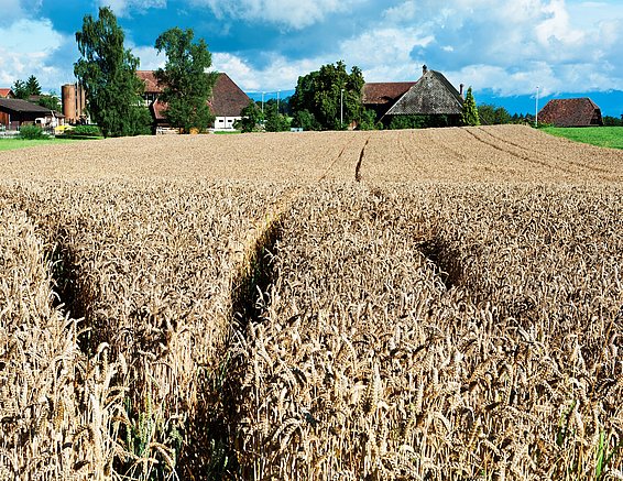 Die Pflanzenwissenschaften müssen Lösungen für eine nachhaltige Landwirtschaft zur Ernährung der Weltbevölkerung liefern. (Foto: Markus Bolliger) 