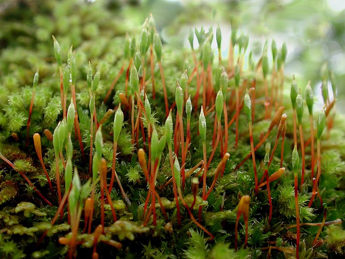 Rudolphis Trompetenmoos mit grünen Moospolstern und roten, schlanken Sporophyten
