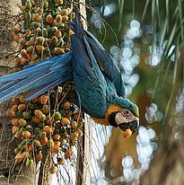 Gelbbrustara (Ara ararauna) auf einer Palme. (Foto: Christofer Silva Oliveira via Wikimedia Commons, CC BY-SA 4.0) 