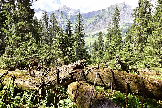 Tief beastete, stark vermoderte Baumleiche auf einer Teilfläche des Bödmerenwalds, auf welcher der Orkan «Vivian» 1990 zahlreiche Bäume umwarf. 