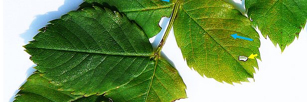 Drei grüne Blätter der Heckenrose mit sichtbaren Blattadern und kleinen Löchern, Pfeile markieren Details