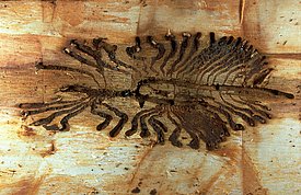 Typische, fächerförmige Frassgänge der Larven unter der Borke von Fichten. Die Entwicklung vom Ei zum ausfliegenden Käfer dauert 7 bis 12 Wochen. (Foto: Beat Wermelinger) 