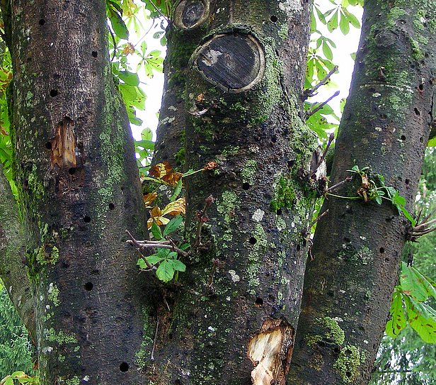 Auf dieser in Marly FR befallenen Rosskastanie befanden sich mehr als 100 Ausfluglöcher des Asiatischen Laubholzbockkäfers. Foto: Doris Hölling, WSL